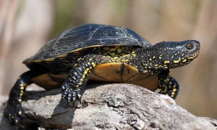 Le Village des Tortues - Carnoules