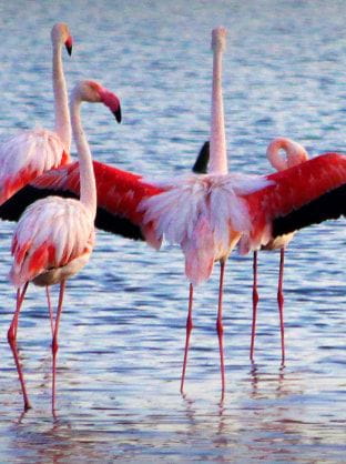 Flamands Rose de la Presqu'île de Giens